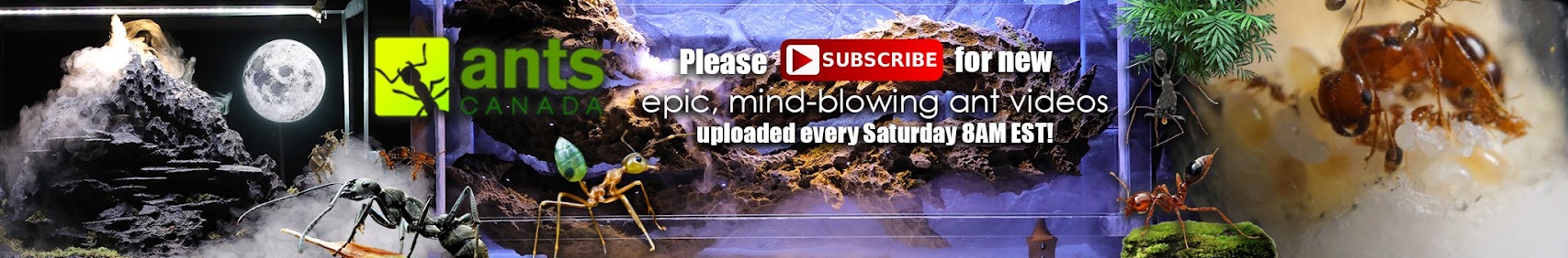 I Unleashed a Swarm of Huntsman Spiders Into My Giant Rainforest Vivarium